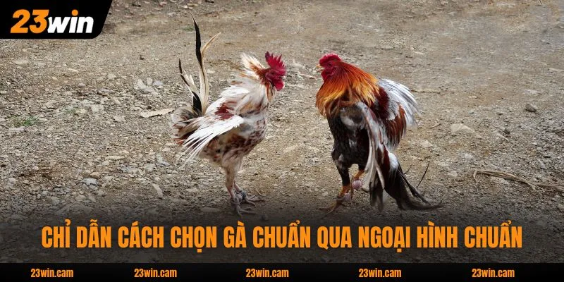 Chỉ dẫn cách chọn gà chuẩn qua ngoại hình chuẩn